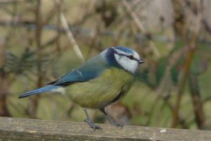 Blue Tit