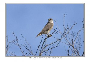 Female American Kestrel