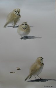 Horned Larks