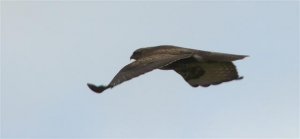 Common Buzzard