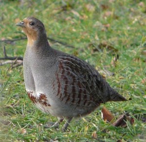 Grey Partridge (female)