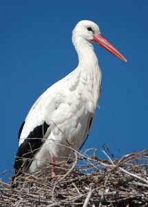 White Stork