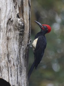 White-bellied Woodpecker