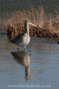 blackwit