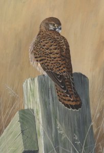 Elmley kestrel-painting