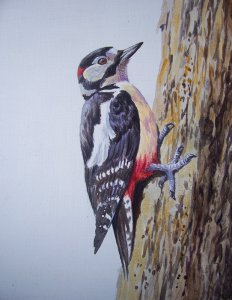 great spotted woodpecker illustration