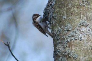 Treecreeper