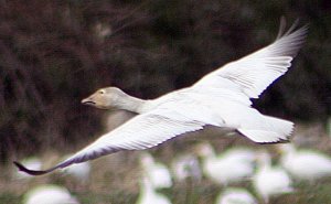 Lesser Snow Goose