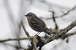 Yellow-rumped-Wabler