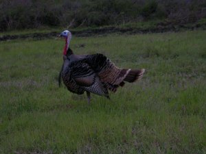 Wild Turkey