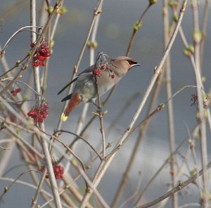 Waxwing