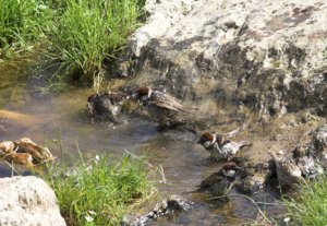 Spanish Sparrows bathing