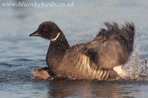 in a flap