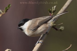 marsh tit