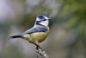 Blue Tit