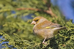 Greenfinch