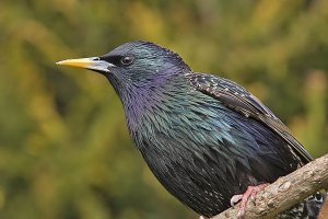 Starling