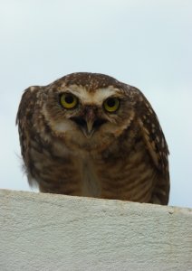Owl threatening me