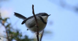 Bar-throated Apalis