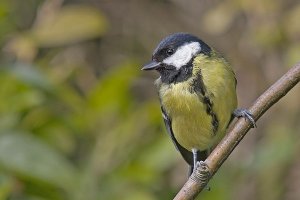 Great Tit - Parus major