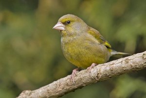 Greenfinch