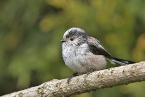 Long-tailed Tit