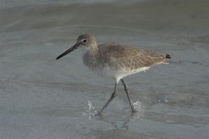 Willet in the surf