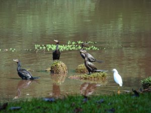 Cormorants and Egret