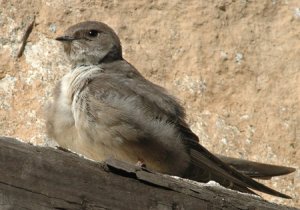 Crag Martin