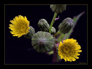 Yellow Weed