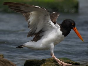 American Oystercatcher