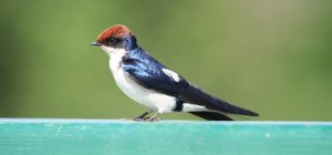 Wire-tailed swallow