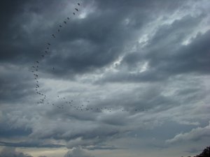 Egrets and storm