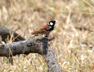 Chestnut-backed sparrowlark