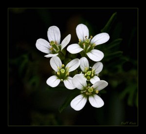 Bittercress Wavy