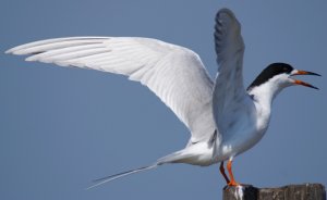 Forster's Tern