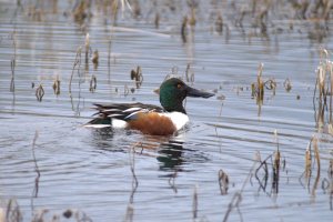 Northern Shoveler