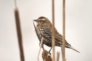 female red-winged blackbird