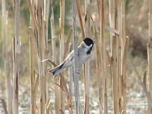 reed bunting