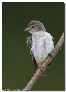 Mistletoebird (fem)