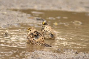 ah, the young couple. An almost private moment