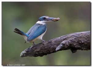 Sacred kingfisher and lunch