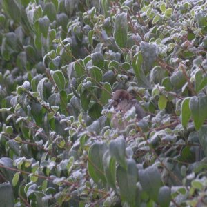 House Sparrow in Hedge