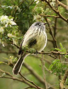 Tufted Tit-Tyrant