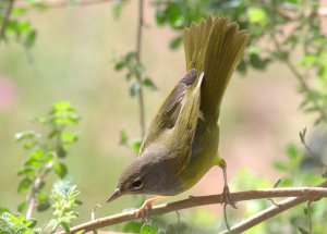 MacGillivray's Warbler