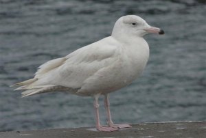 Glaucous Gull