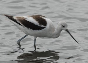 American Avocet