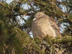 Oriental Turtle dove