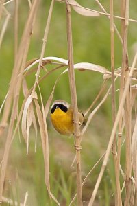 Common Yellowthroat