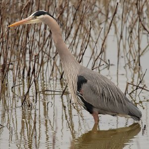 Great Blue Heron